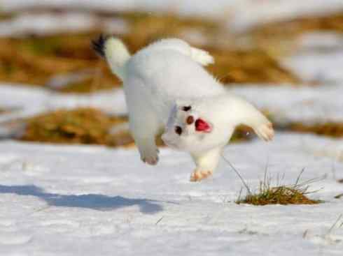 犬科:犬亚科犬属之郊狼、红狼 犬科:犬亚科犬属之郊狼、红狼