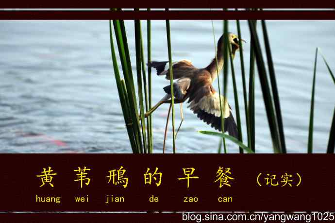 黄苇鳽的早餐（记实）