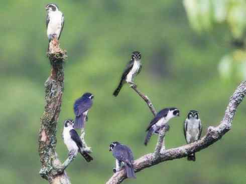 鸟类之最：小隼