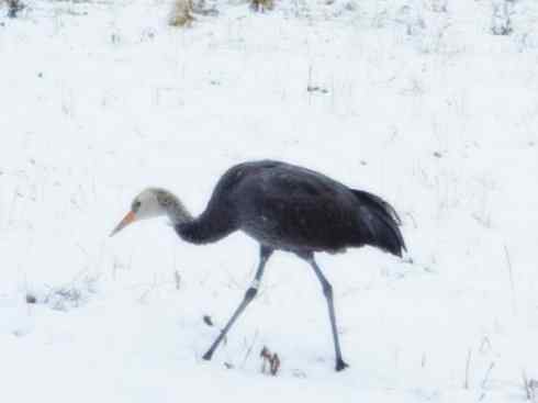 白头鸟系列：另类的美丽7（鸻鹬）