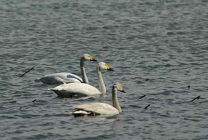 美丽而优雅 wbr颐和园白天鹅