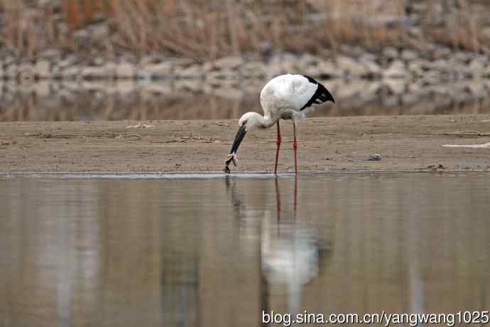 北京南海子公园的鸟类——吃早餐的东方白鹳（1）