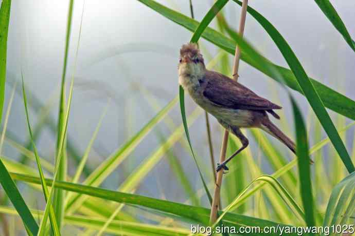 捉虫育雏的东方大苇莺（2）