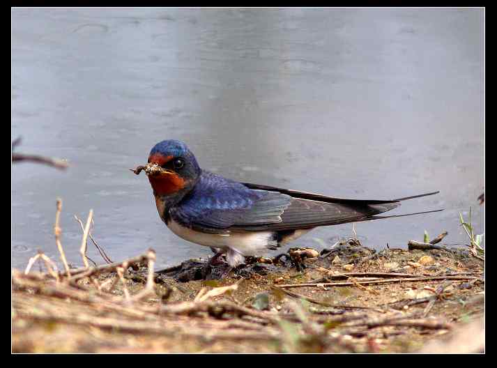 武汉观鸟会初级观鸟讲座[第11课]——似曾相识燕归来