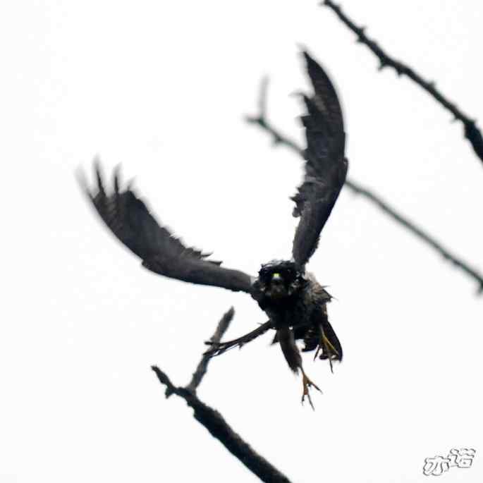 圆明园 wbr路 wbr雨中的隼 圆明园 wbr路 wbr雨中的隼