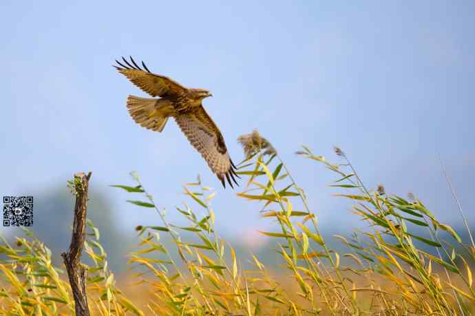 野鸭湖的普通鵟 野鸭湖的普通鵟