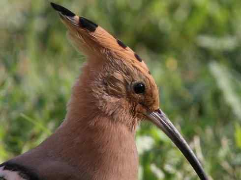 绝色攀禽:戴胜与林戴胜 绝色攀禽:戴胜与林戴胜