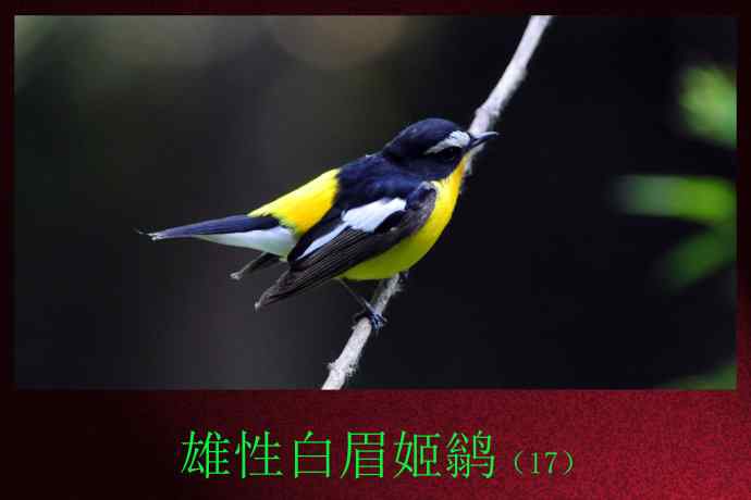 雄性白眉姬鹟(17) 雄性白眉姬鹟(17)