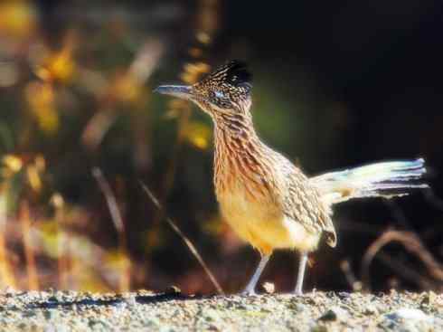 天生猎手：非猛禽类猎手之四（荒漠猎手走鹃）