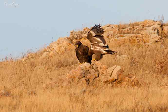 草原有约. wbr夕阳下与草原雕一家敖包相会