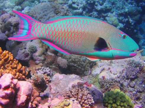 鱼类活化石：匙吻鲟科