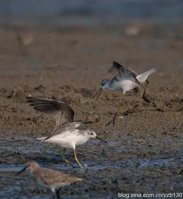 人不犯我我不犯人（组图，5张图片）