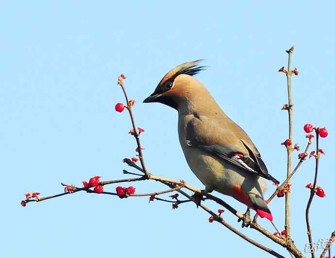 北京植物园&nbsp;wbr路&nbsp;wbr大（小）太平鸟