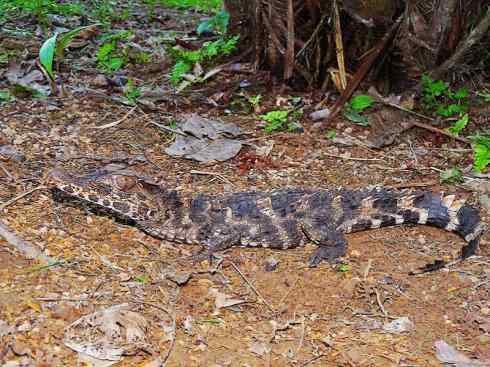 龙:传说的兽原型探秘(短吻鳄类) 龙:传说的兽原型探秘(短吻鳄类)