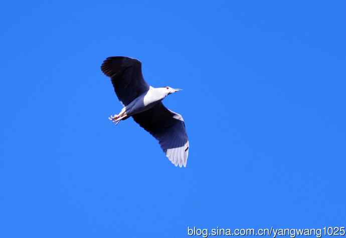 飞(夜鹭)48 飞(夜鹭)48