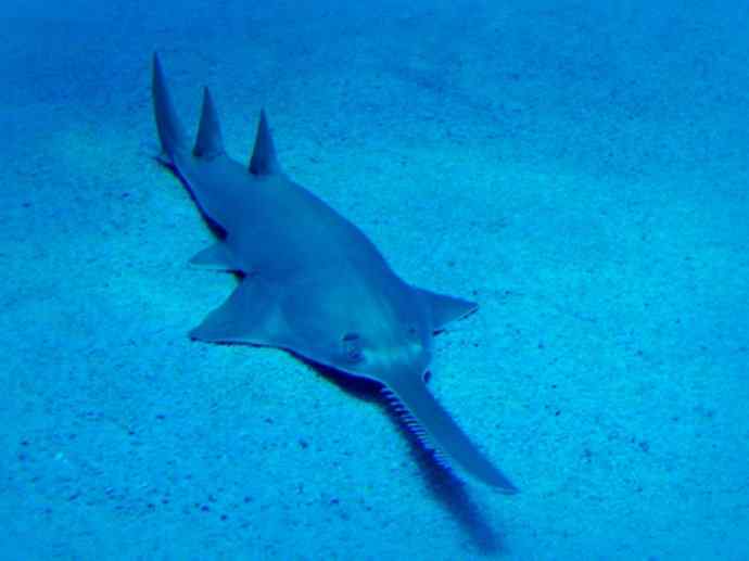 鱼类活化石:锯鳐 鱼类活化石:锯鳐