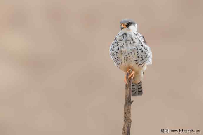 野鸭湖拍的阿穆尔隼
