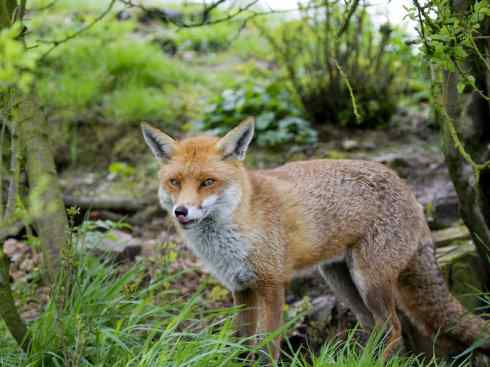 犬科：狐亚科狐属