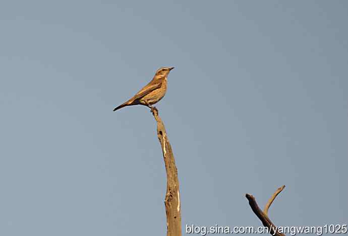 北京天坛公园——古柏枝头 2