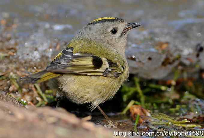 戴菊迎春 戴菊迎春