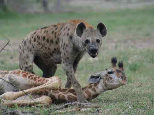 犬科:犬亚科犬属之西门豺、侧纹豺(胡狼类) 犬科:犬亚科犬属之西门豺、侧纹豺(胡狼类)