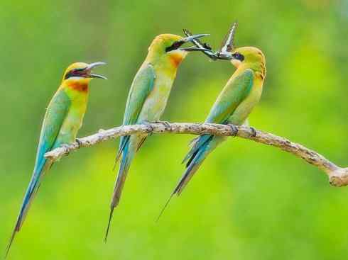 绝色攀禽：佛法僧目之蜂虎3