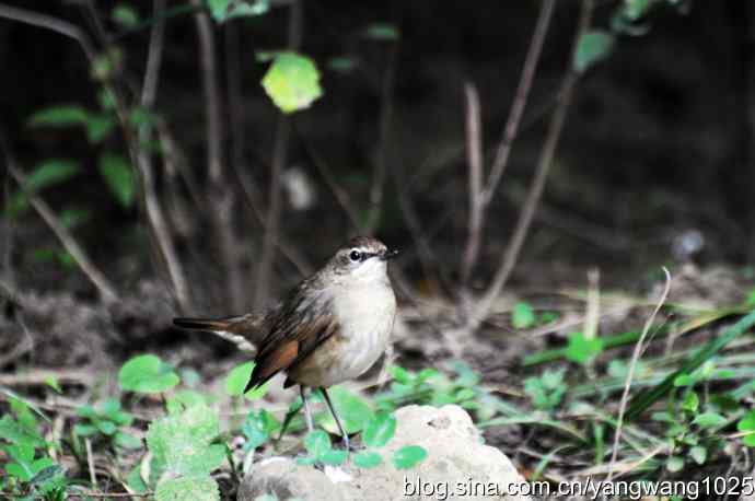 雌性红喉歌鸲亚成鸟 wbr1 雌性红喉歌鸲亚成鸟 wbr1