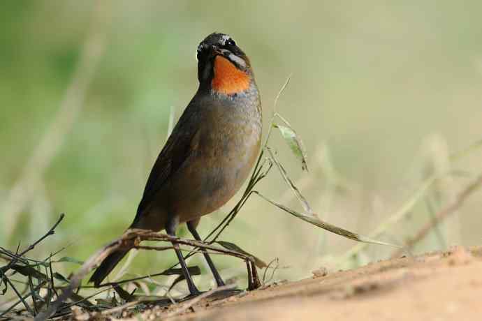 秋季迁徙鸟：红喉歌鸲*