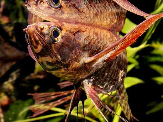 鱼类活化石：齿蝶鱼