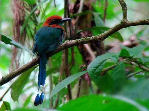 绝色攀禽：佛法僧目之翠鴗2