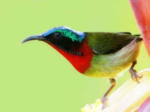 猎奇：奇特的鸟喙之十