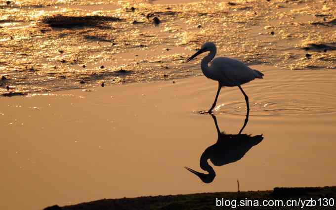 湿地的早晨（组图）