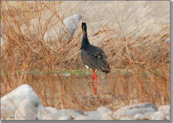 巧遇黑鹳 巧遇黑鹳