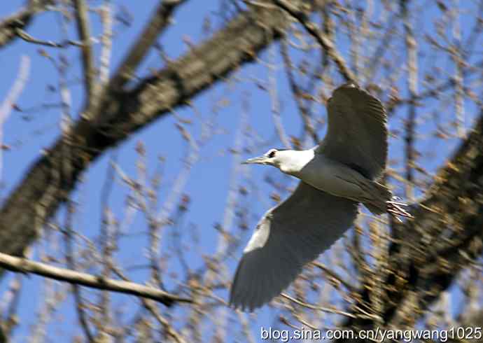 飞(夜鹭)12 飞(夜鹭)12