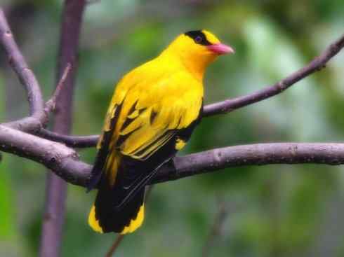 雀鸟也彪悍:小鸟也疯狂(红翅黑鹂) 雀鸟也彪悍:小鸟也疯狂(红翅黑鹂——拟鹂科的战斗种族)