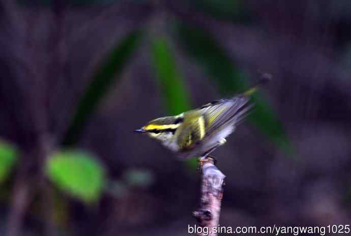 黄腰柳莺（10）