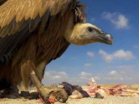 鸟类之最：高山兀鹫