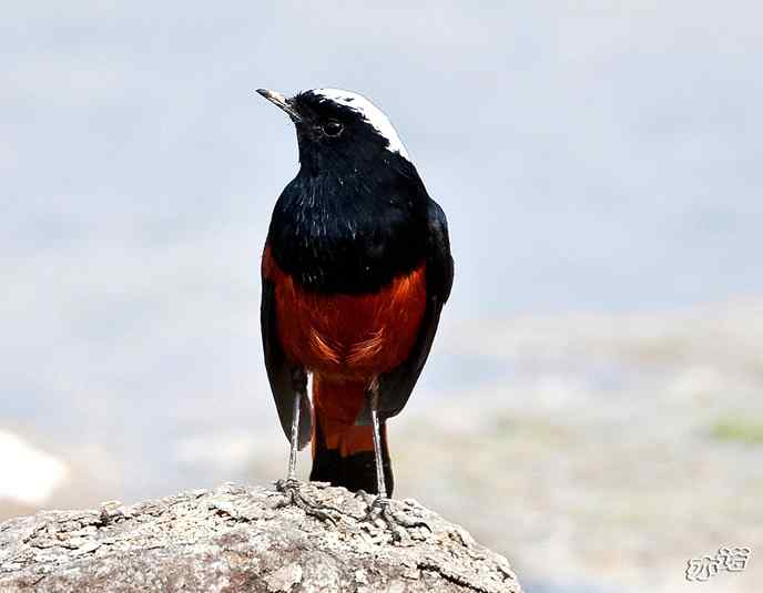 陕西洋县&nbsp;wbr路&nbsp;wbr白顶溪鸲