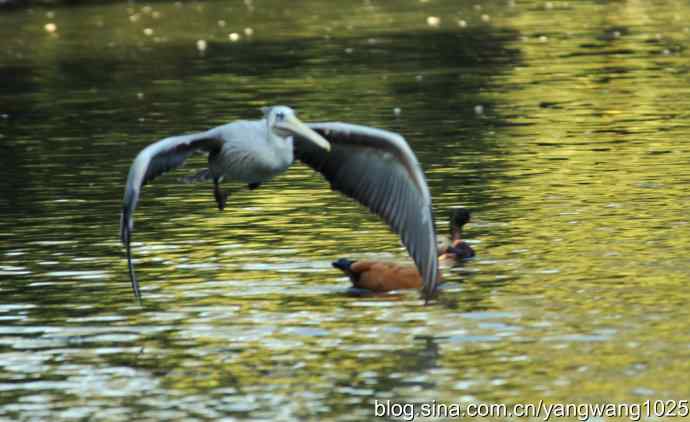 再拍鹈鹕 wbr wbr12