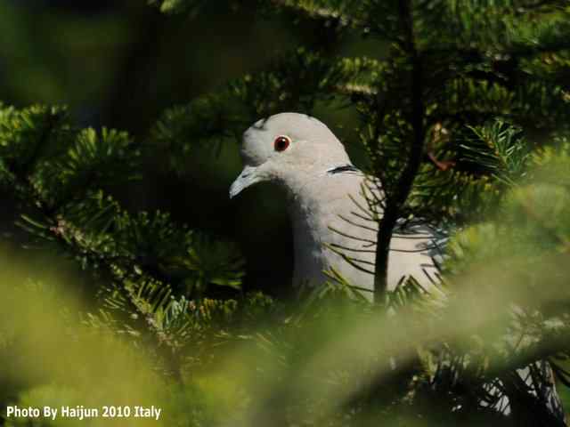 【亚平宁半岛之旅 wbr. wbr启程恢鸟】