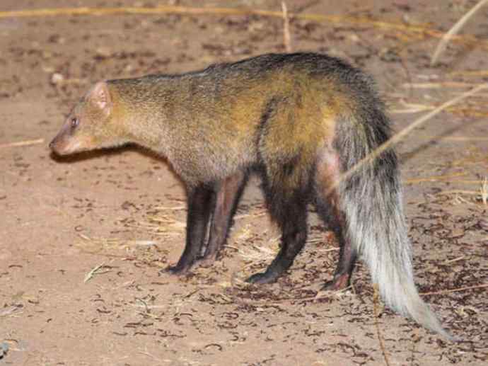 盘点十二大著名食蚁动物:食蚁兽 盘点十二大著名食蚁动物:食蚁兽
