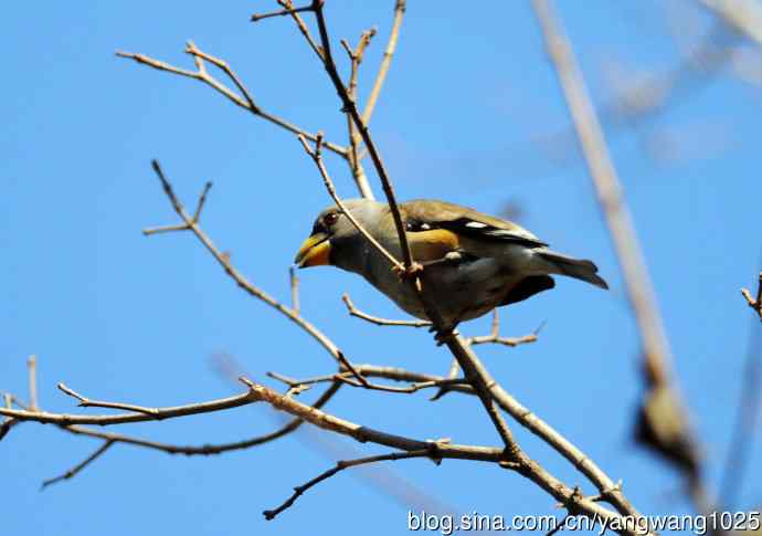 黑尾蜡嘴雀 wbr2