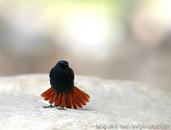 它可真能叫.十渡的红尾水鸲GG