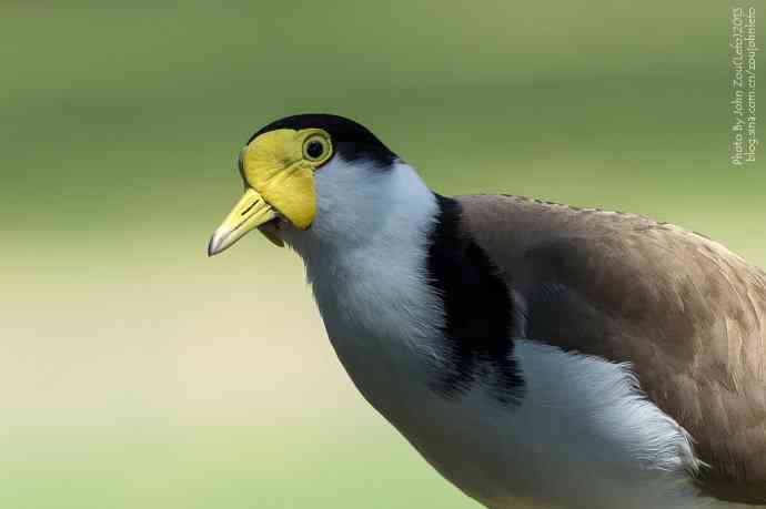 澳洲的白颈麦鸡