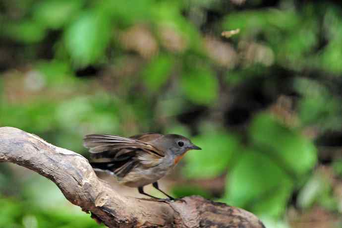 雄性红喉姬鹟(4) 雄性红喉姬鹟(4)