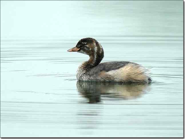 奥体公园观赏小鸊鷉