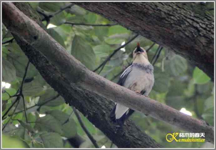 雨天拍鸟的惊喜【照片】