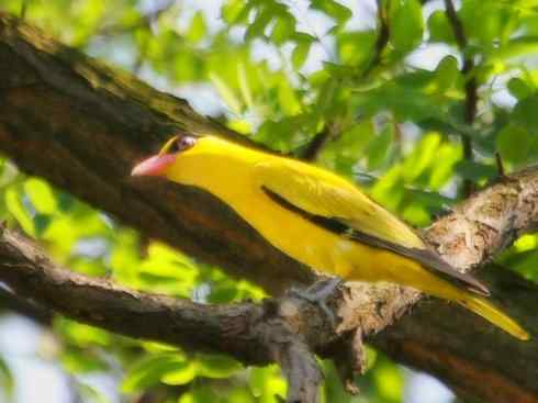 美丽无罪：雀鸟之朱鹂