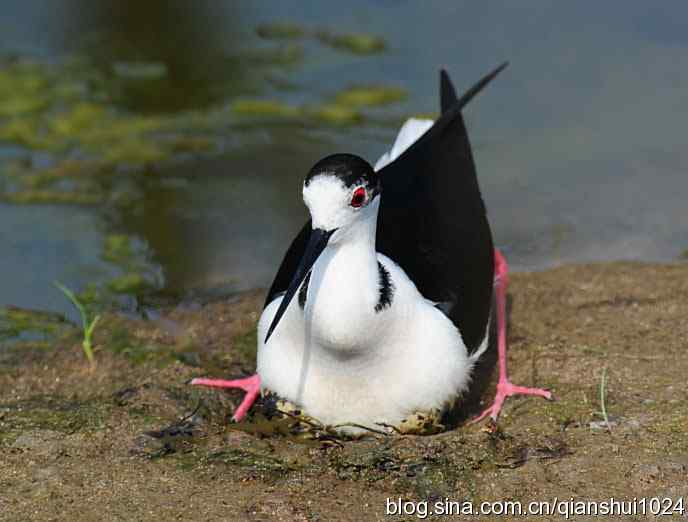 美丽优雅黑翅长脚鹬,就要当爸爸妈妈了