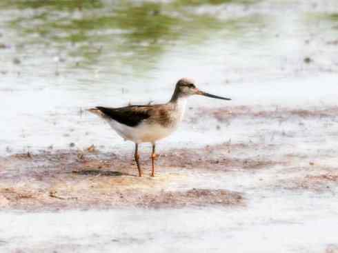 猎奇：奇特的鸟喙之五
